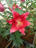 [5308 Pico No01.JPG]